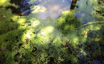 Algae at Swan Lake